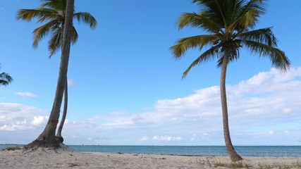 Wall Mural - Tropical seashore with coconut palm trees. Caribbean destination. Dominican Republic. Bavaro beach. Summer vacations