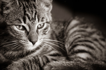 Wall Mural - close up of a European shorthair cat