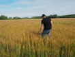© Владимир Сидоров - a man in a hat walks through a field of barley. harvest. farm field.