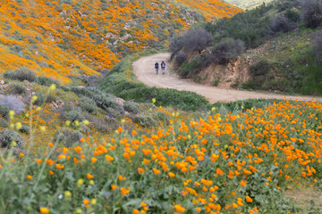 Two hikers walk through the California Golden Poppy wild flower super bloom in Walker Canyon, Lake Elsinore, California