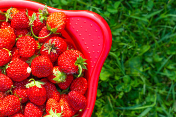 Fresh ripe juicy strawberries on the red bowl on a grass background