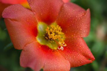 Wall Mural - Beautiful red flower with water drops close-up. Macro photo of a flower.