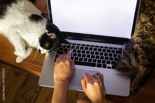 Person working on laptop with empty screen and cute cats sleeping at keyboard Tableau sur Toile