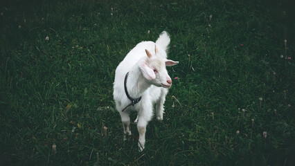 Cute white young goat with little 
horns on the grass. Moody natural background