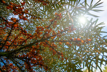 Wall Mural - Sea Buckthorn with healthy ripe orange berries - Hippophae rhamnoides