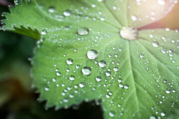 Wall Mural - closeup of a plant leaf with water drops.