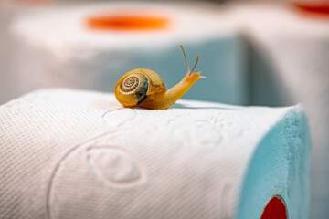 snail on a roll of toilet paper