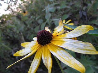 Yellow Wildflower