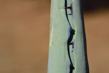 Detail Of A Green Agave With Spines On The Edge, Against A Brown Background With Space For Text