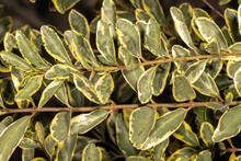 Variegated Chinese Privet (Ligustrum Sinensis 'Variegata'), Leaves