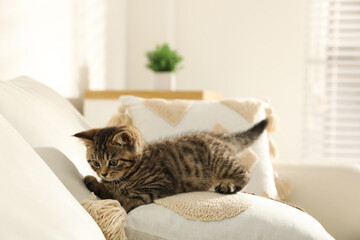 Wall Mural - Cute tabby kitten on sofa indoors. Baby animal