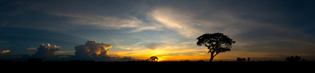 Panorama silhouette tree in africa with sunset.Tree silhouetted against a setting sun.Dark tree on open field dramatic sunrise.Typical african sunset with acacia trees in Masai Mara, Kenya