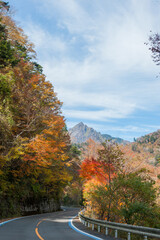 Wall Mural - Autumn leaves of  sacred Mount Ishiduchi