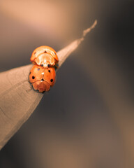 Wall Mural - Close up View of A Pair of Ladybugs are Mating on A Leaf