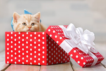 Wall Mural - Cute redhead kitten with bow gift box