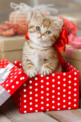 Wall Mural - Cute redhead kitten with bow gift box