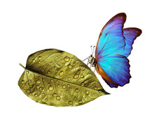 Clean Environment Concept. Pure Nature. Blue Morpho Butterfly Sitting On A Golden Leaf In Water Drops.