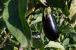 unharvested organic eggplant - bio food agriculture