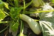 organic agriculture - unharvested green zucchini plant, fruit and flowers