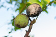 close up of walnuts affected by blight disease