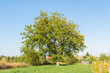 big walnut tree with green leaves and clear sky background
