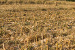 corn field after the plants where harvested