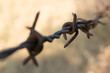 old, rusty barbed wire - shallow depth of field