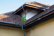 a small pine tree is growing in the gutter of a neglected house roof