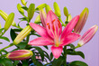 beautiful pink lily flowers - blossom and buds