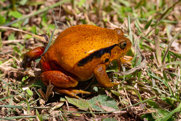 Wall Mural - A large orange frog is sitting in the grass