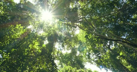 Looking at the sun through a green tree in forest. Sun shines through leaves.