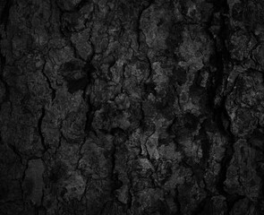 Black tree bark background Natural beautiful old tree bark texture According to the age of the tree with beautiful bark during the summer