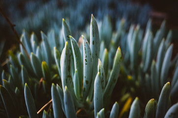 Close up of a green plant