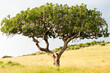 Kigelia africana (sausage tree). Kenya. Africa