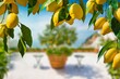 Bunches of fresh yellow ripe lemons with green leaves, lemon tree grows in blurred background.