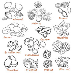 Wall Mural - Nuts line set,walnut,pecans,chestnut,cashew,almond,pistachio,macadamia,brazilian nut,pine nut,nutmeg,peanut,hazelnut .Hand drawn,Black and white graphics elements.