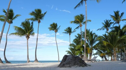 Wall Mural - Tropical seashore with coconut palm trees. Caribbean destinations. Dominican Republic. Summer vacations on Bavaro beach