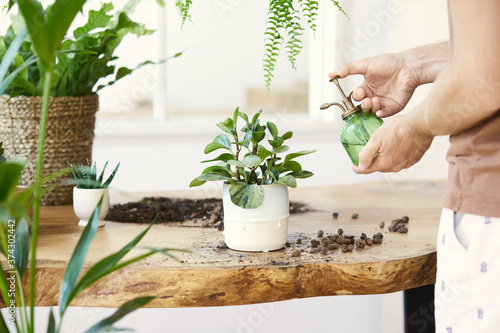 Photographie Man gardeners watering plant in marble ceramic pots on the white wooden table