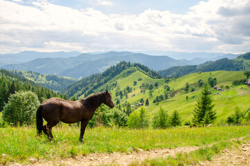 Brown horse on a meadow in the carpathian mountains on a summer day