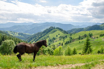 Brown horse on a meadow in the carpathian mountains on a summer day