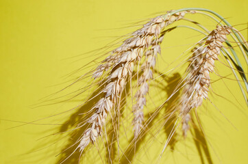 Ripe wheat spikelets on a yellow background