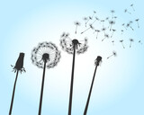 Fototapeta Dmuchawce - Shape of vector dandelion on blue sky and flying seeds. Outline illustration.