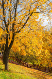 Fototapeta Krajobraz - Maple tree and fallen leaves in autumn, Narodnyy Park, Central Chertanovo, Moscow, Russia