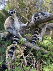 Sticker - Vertical shot of cute ring-tailed lemurs playing on a tree in a park