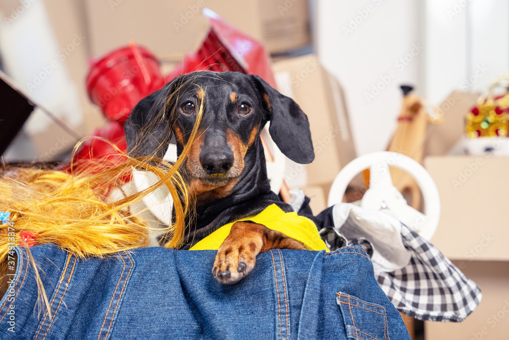 Fototapete Funny Dachshund Hoarder Sits In Cardboard Box With Useless  Things That It Collects Dog Is Preparing To Move Or Sorting Stuff For  Storage In Small Apartment Gathering Old Clothes For Charity-Irina