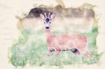 Sticker - Roe deer young buck( Capreolus capreolus ) - waterpaint