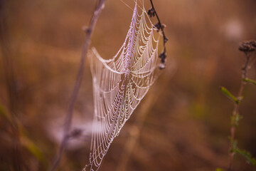 spider web in the morning