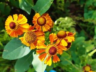 orange chamomile flowers growing with green leaves