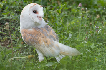 Wall Mural - Portrait of Barn owl at twilight (Tyto alba)