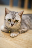 Fototapeta Koty - A cute little cat who owns a pair of beautiful eyes.